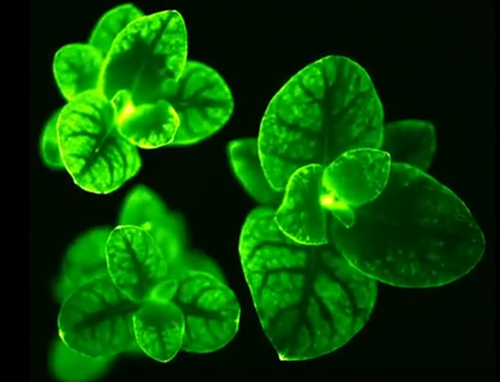 圖片關(guān)鍵詞 https://www.mushroommarket.net/file/upload/202005/07/14-30-10-78-283825.png