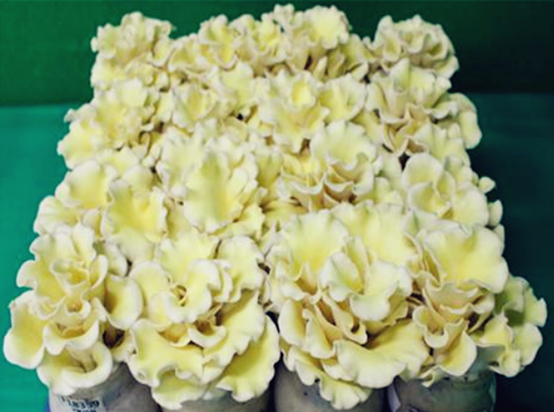 圖片關鍵詞 https://www.mushroommarket.net/file/upload/202005/08/14-28-30-96-283825.png