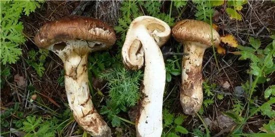 圖片關(guān)鍵詞 https://mmbiz.qpic.cn/mmbiz_jpg/ib6gHnfia6OolGjzD5F24BQpFx6zLAIoFcauUYQIREhVrDT68Cic6hOibiaEZsAKHLrIlKUwgxatdQjRbHfYWqNeMow/640?wx_fmt=jpeg