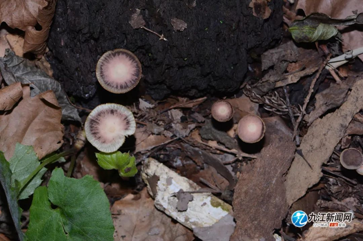 圖片關鍵詞 圖片關鍵詞