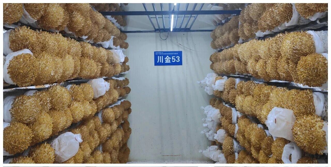 圖片關鍵詞