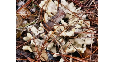 行業(yè)動態(tài)